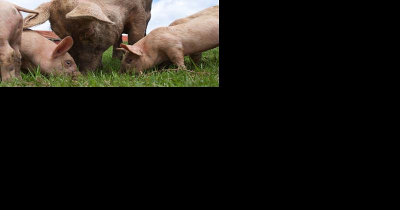 Precedent Set for New Animal Welfare Laws [Opinion] - Vimarsana News