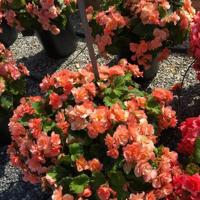 LF20200801-flower-Begonia ‘.jpg