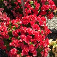 LF20200801-flower-Begonia B.jpg