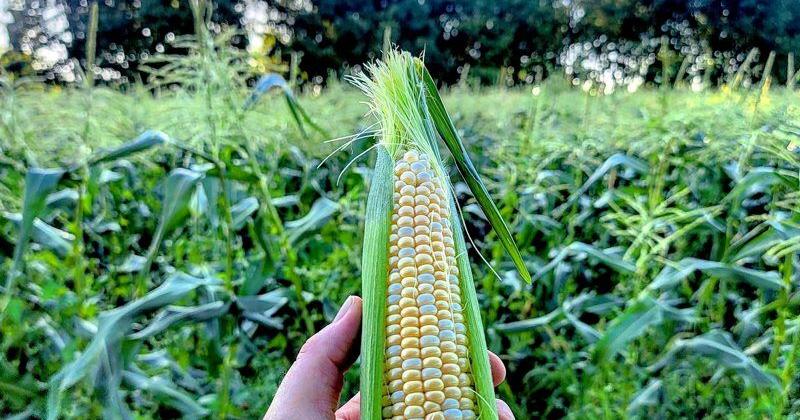 Celebrating Pennsylvania Sweet Corn