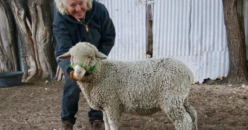 One Woman’s Quest to Document America’s Sheep | Farming and ...