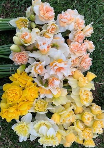 Flower Farmer Produces Heirloom Varieties Full of Fragrance and Charm | Gardening 10 LF20220326-5flores-tuma03.jpg