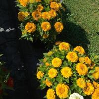 LF20200801-flower-Zinnia Pr.jpg