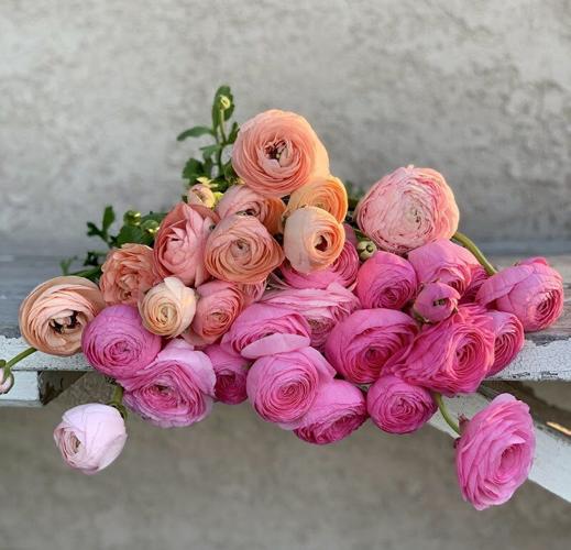 Flower Farmer Produces Heirloom Varieties Full of Fragrance and Charm | Gardening 3 LF20220326-4flores-tuma04.jpg