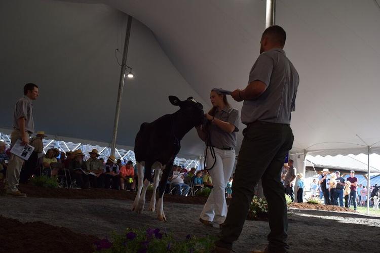 Photos From the 2021 National Holstein Convention Sale News