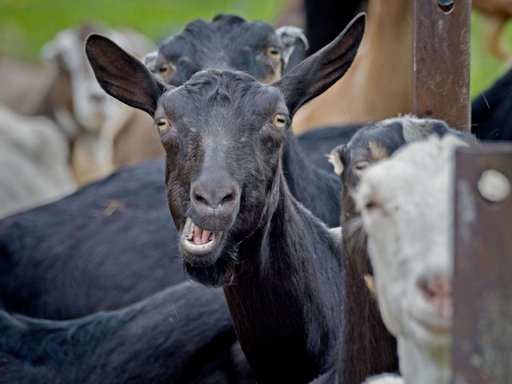 A Goat-Led Tour of Linden Dale Farm in Strasburg Township - Vimarsana News
