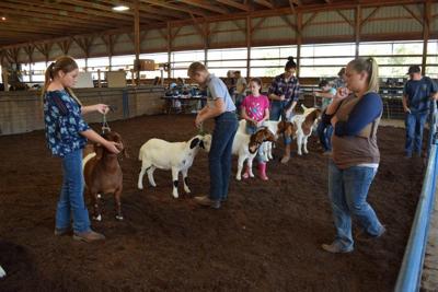 Family Rides Rising Goat Market Latest News In Livestock