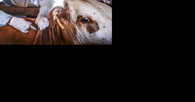 Why are there no vets? 5 Ideas for Helping to Overcome the Large Animal Vet Shortage - Vimarsana News