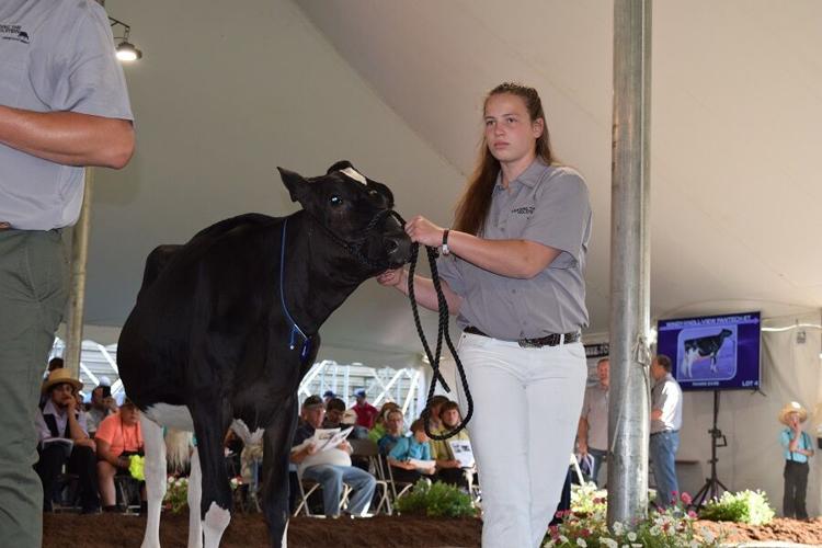 Photos From the 2021 National Holstein Convention Sale News