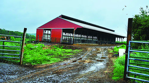 Weary Of The Dairy Rollercoaster May Hill Farm Looks Forward