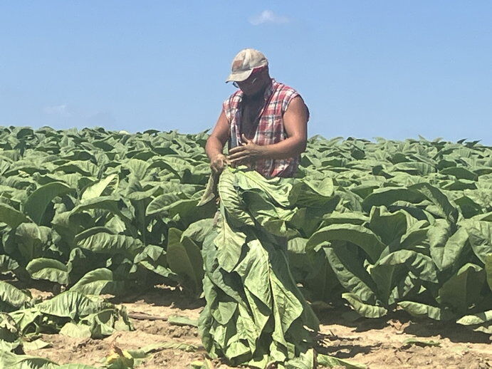 Good Year for Tobacco Despite Rain, Disease | Field Crop News