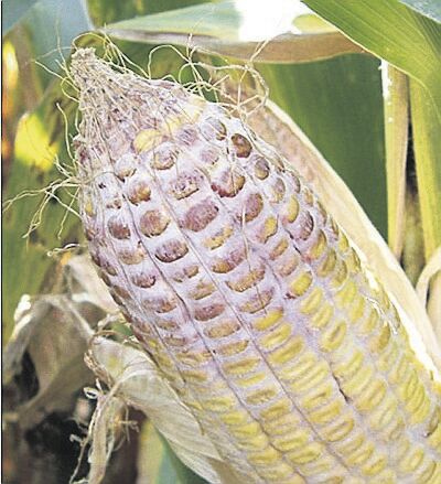 Effective Strategies to Prevent Corn Ear and Stalk Rots During Harvest ...