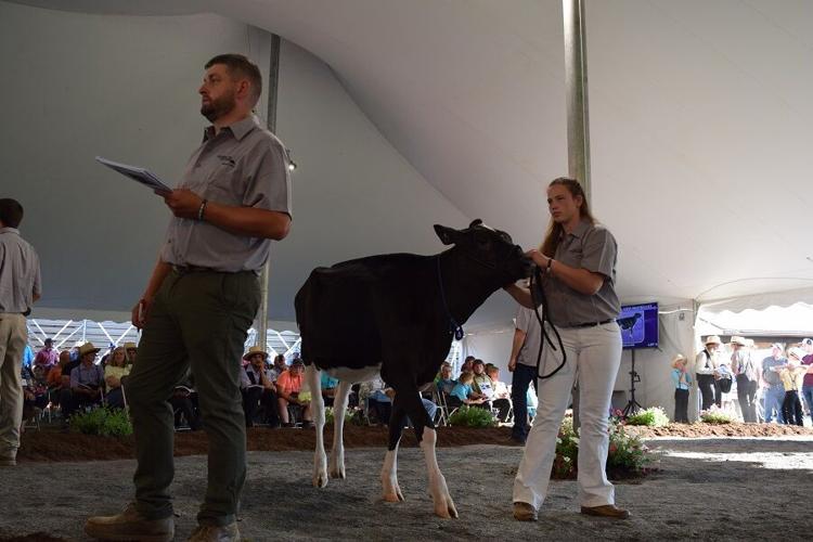 Photos From the 2021 National Holstein Convention Sale News