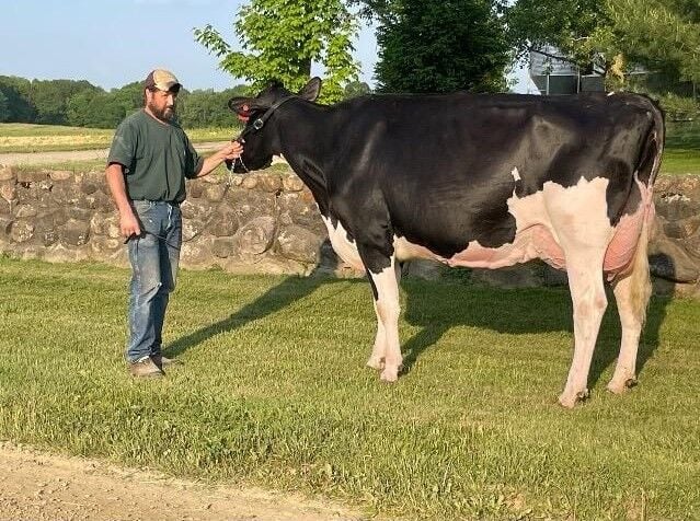 Cow Named Crush Everyone Wins Star Of The Breed From Holstein 64774ce492e59.image
