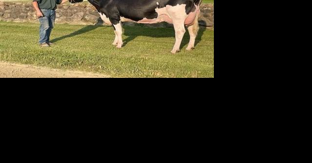 Cow Named 'Crush Everyone' Wins Star of the Breed From Holstein Association USA - Vimarsana News