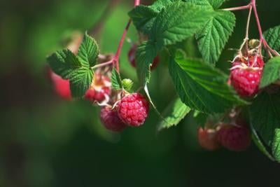 Can Budgies Eat Raspberries? Find Out the Surprising Truth!