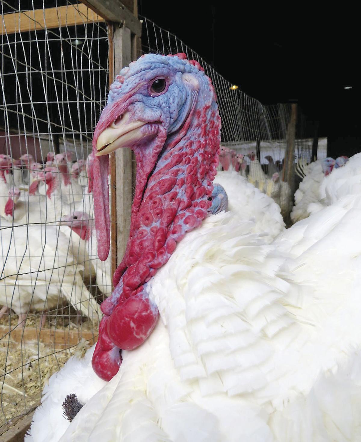 Adams Turkey Farm Diversifies To Grow The Heart Of The Farm Is