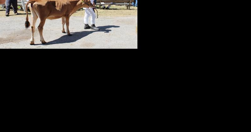 Showing Dairy Cattle Connects Youth to Ag Heritage - Vimarsana News