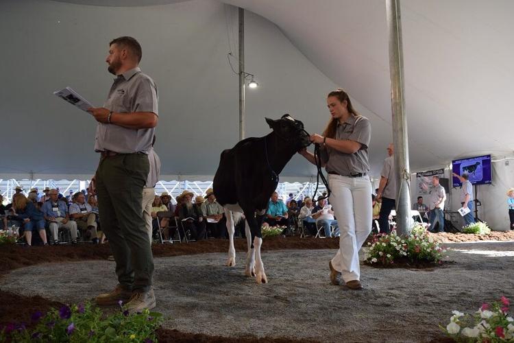 Photos From the 2021 National Holstein Convention Sale News