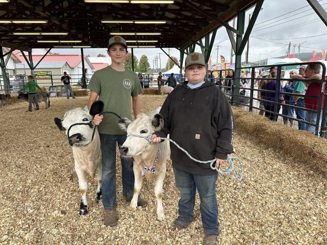 Rare White Dexter Cattle On Display at 2024 Bloomsburg Fair Farm