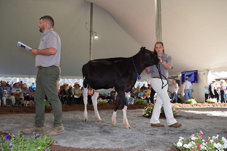Photos From the 2021 National Holstein Convention Sale News