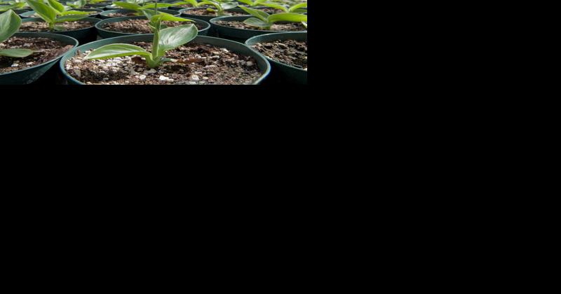 Wood If I Could: Tree Fiber Offers Alternative to Peat in Potting Mix - Vimarsana News