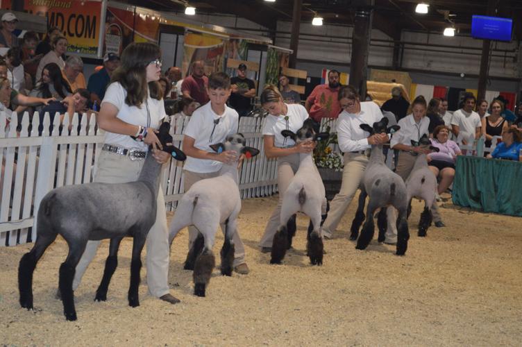 Maryland State Fair Puts Agriculture at Its Center | Farm Shows, County ...