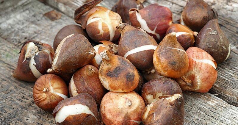 Planting Spring-Flower Bulbs: The Tricks and Tools | Gardening Tips and How-To Garden Guides Planting Spring-Flower Bulbs: The Tricks and Tools | Gardening Tips and How-To Garden Guides