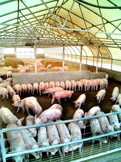 How To Read Market Reports Part 5 Swine Terms Market Resources