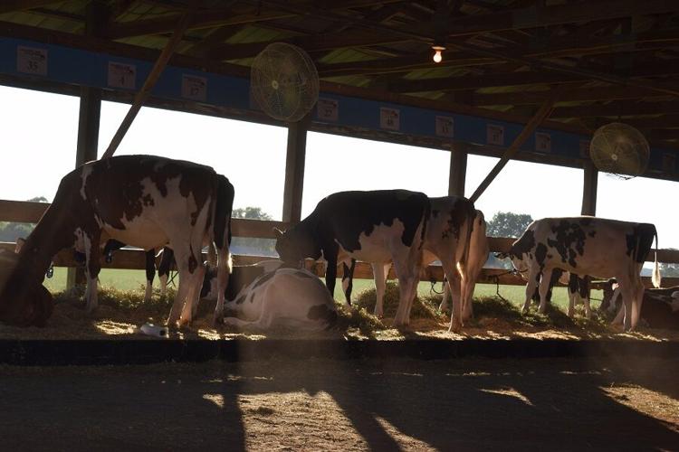 Photos From the 2021 National Holstein Convention Sale News