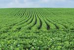 Strategies for Successful Spring-Planted Cover Crops