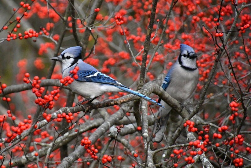 winterberry birds