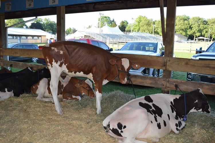 Photos From the 2021 National Holstein Convention Sale News