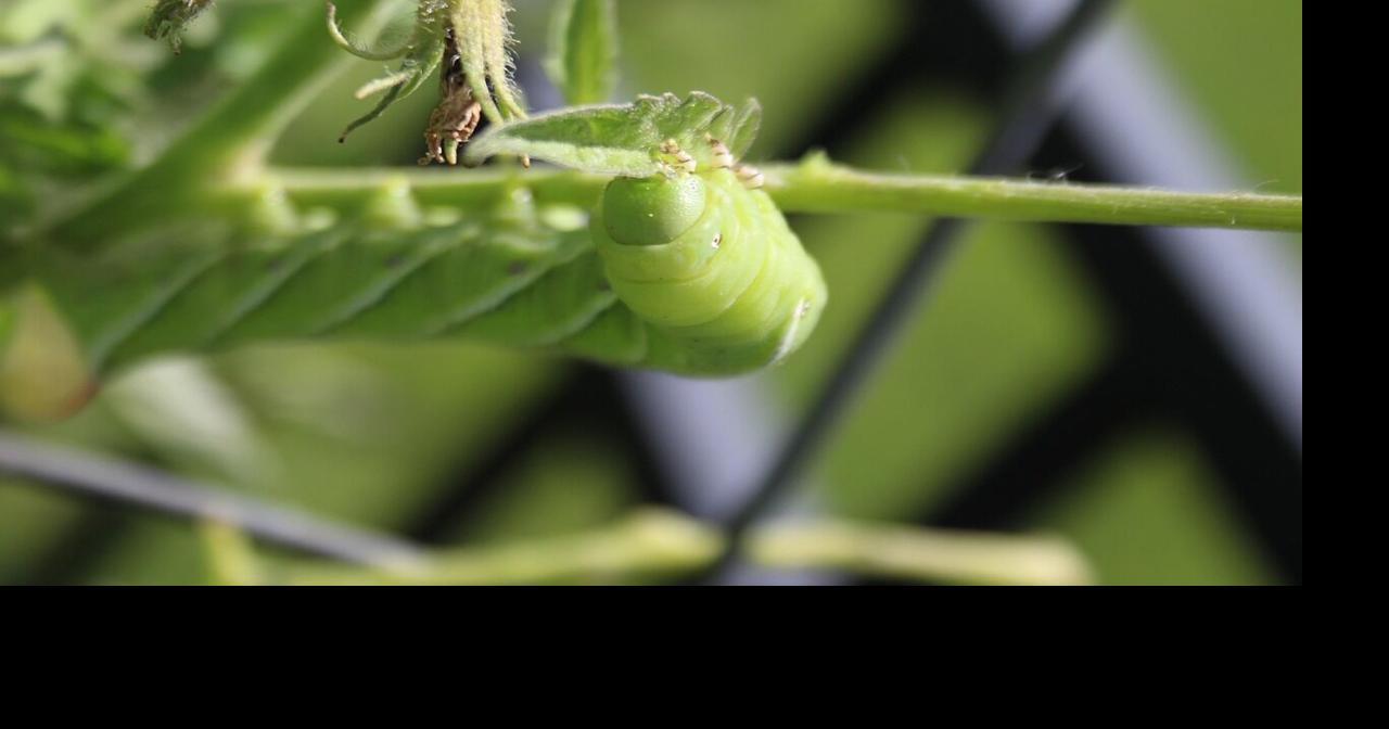 Nontoxic Pesticide Bt: A Safe Way To Control Pests In Your Vegetable Garden