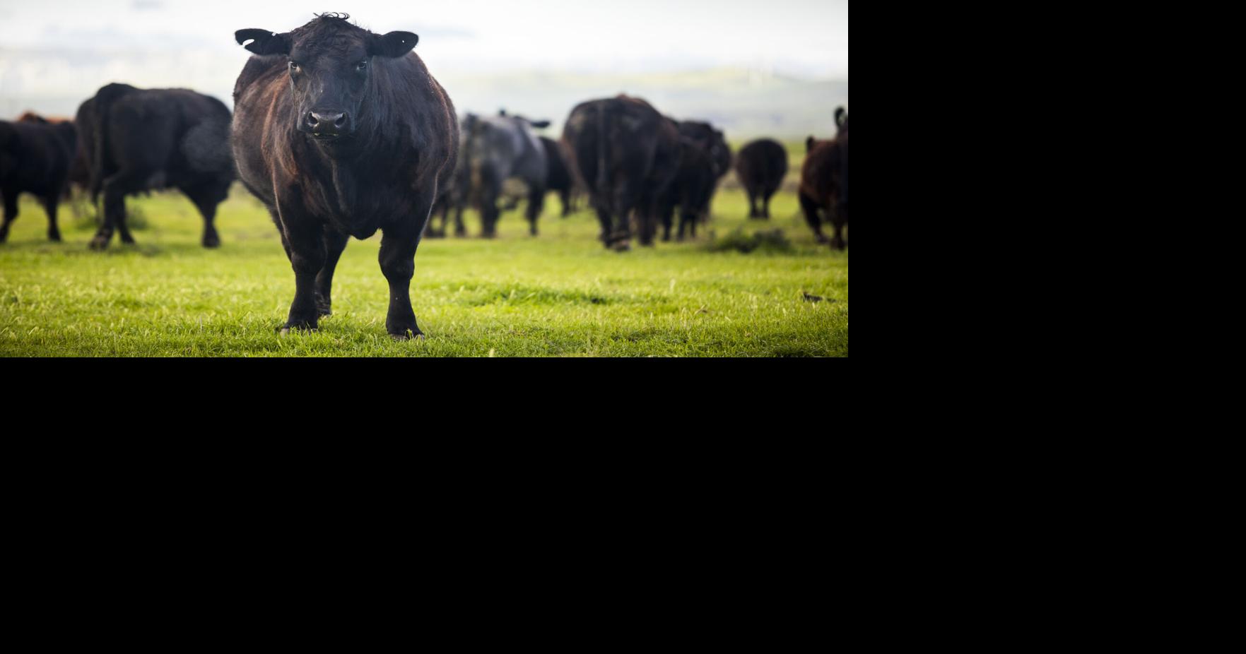 Trump’s Beef Plan Bottoms Out With Cattle Producers