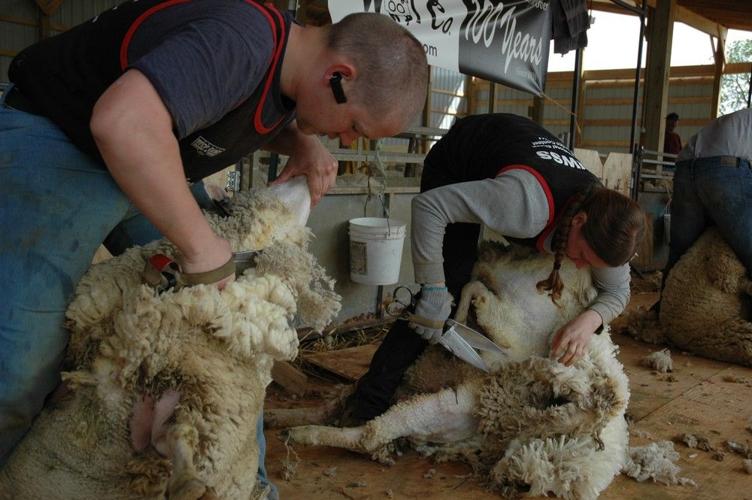 U.S. Blade Shearing Record Established in Augusta County, Va