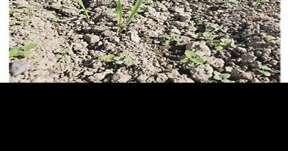 Controlling Weeds in Small Grain Plantings | Main Edition ...