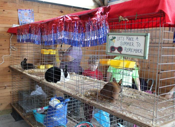 Show Ring 4-H’ers Learn Rabbit Care | Farm Shows, County Fairs, Events ...