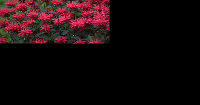 Don't Miss 2023's New Annual and Perennial Ornamental Plant Varieties - Vimarsana News