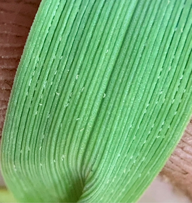 Scouting for Mites in Timothy Fields | Main Edition ...