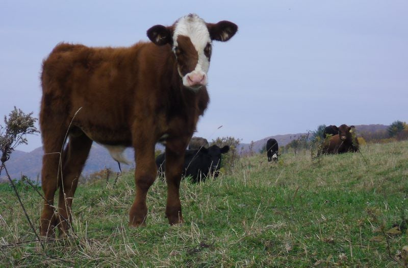 Riding Herd at Hillstone Farms | Beef & Cattle Farming News ...