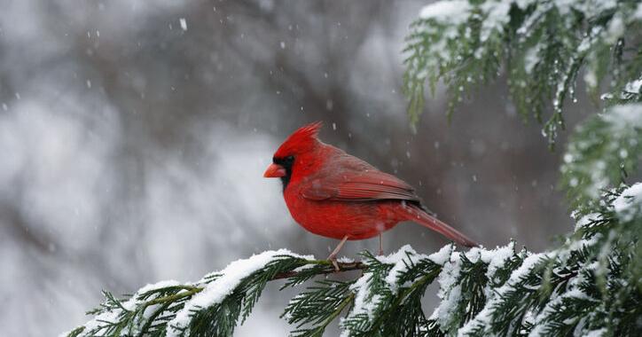 How to Keep Birds Coming Back to Your Yard All Winter | Gardening Tips ...