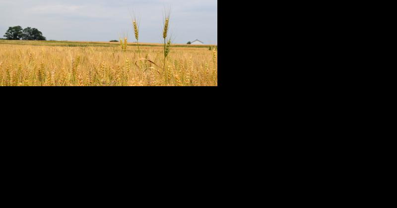 No Food Shortage Coming in US, But Reforms Needed - Vimarsana News