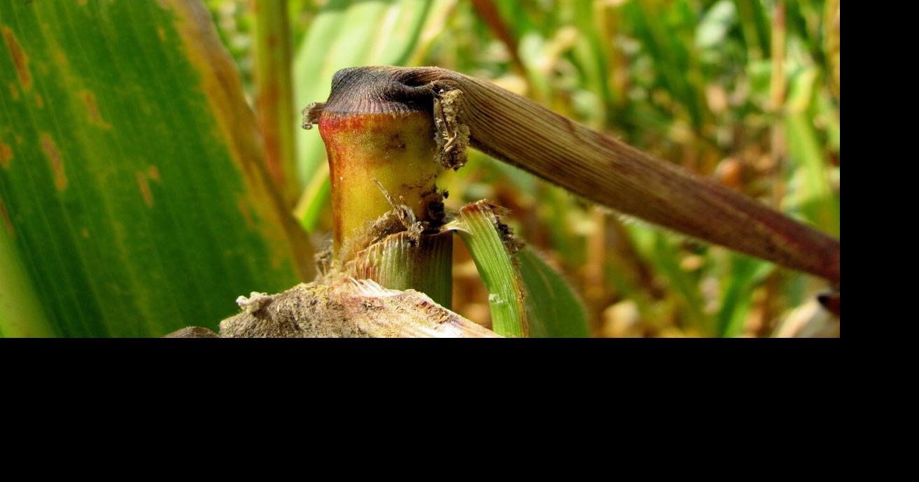 Are Insect-Killing Bt Corn Traits Worth the Money? | Field Crop News ...