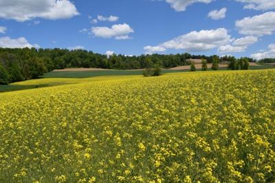 Canola Market Small But Bright In