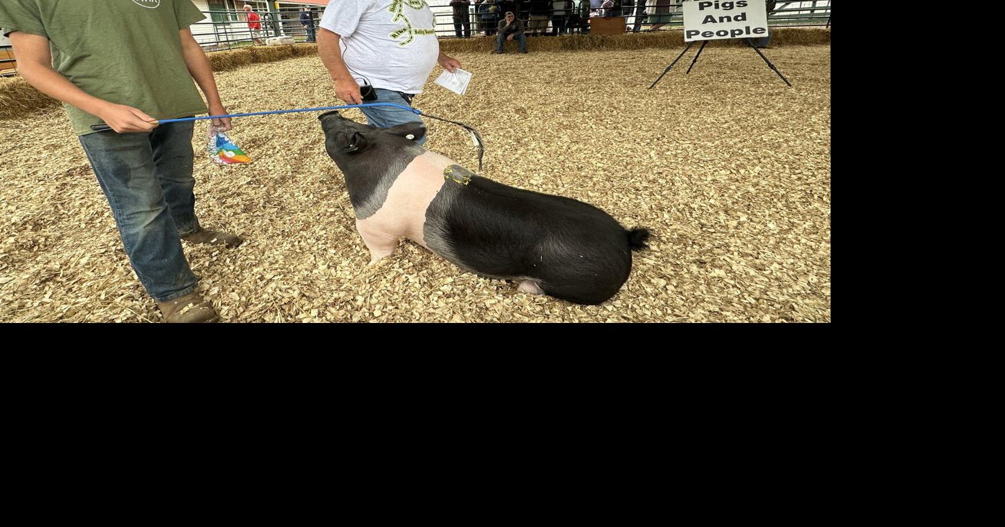 ‘The Lowly Pig’ Takes Center Stage at the 2024 Bloomsburg Fair Farm