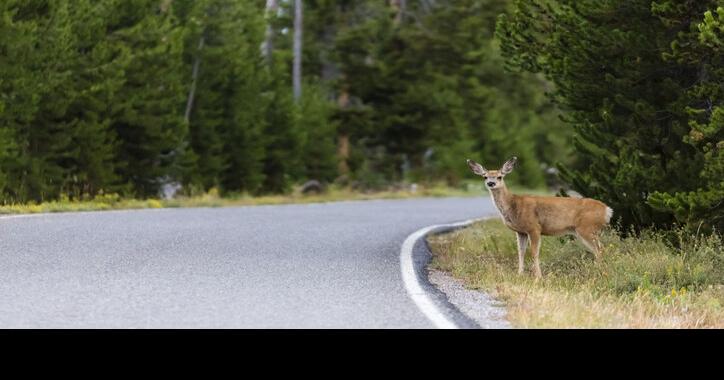 Report Calls for More Conservation Corridors to Aid Animals and Motorists | Conservation and Renewable Energy News