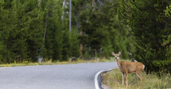 Report Calls for More Conservation Corridors to Aid Animals and Motorists | Conservation and Renewable Energy News Report Calls for More Conservation Corridors to Aid Animals and Motorists | Conservation and Renewable Energy News
