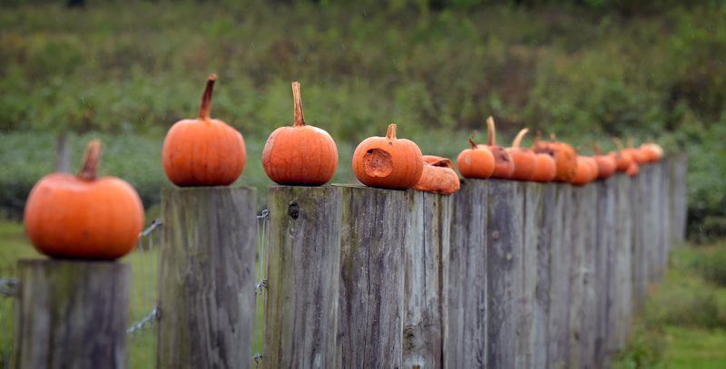 Some Lancaster County Pumpkin Crops Are Suffering From Fungus And