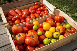 USDA Helps Specialty Crop Producers Catch Up With Rising Costs